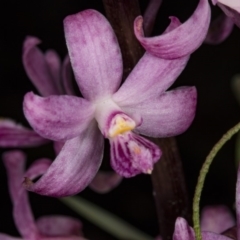 Dipodium roseum (Rosy Hyacinth Orchid) at Paddys River, ACT - 11 Feb 2018 by DerekC