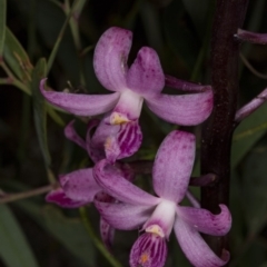 Dipodium roseum at Paddys River, ACT - 11 Feb 2018