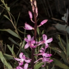 Dipodium roseum at Paddys River, ACT - 11 Feb 2018