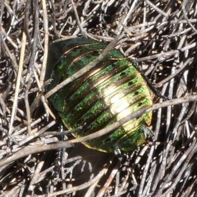 Polyzosteria viridissima (Alpine Metallic Cockroach) at Cotter River, ACT - 11 Feb 2018 by HarveyPerkins