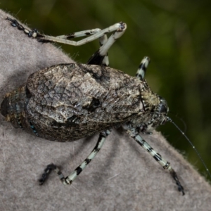 Acripeza reticulata at Paddys River, ACT - 11 Feb 2018