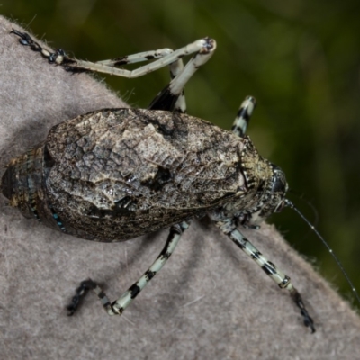 Acripeza reticulata (Mountain Katydid) at Paddys River, ACT - 11 Feb 2018 by DerekC