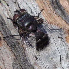 Rutilia (Donovanius) sp. (genus & subgenus) (A Bristle Fly) at Rob Roy Range - 3 Feb 2018 by MichaelBedingfield