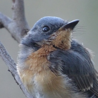 Myiagra rubecula (Leaden Flycatcher) at Red Hill, ACT - 10 Feb 2018 by roymcd