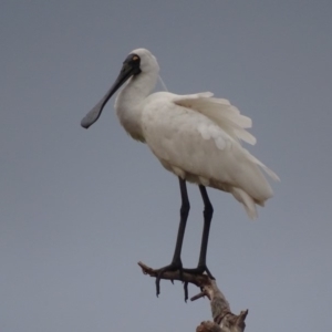 Platalea regia at Fyshwick, ACT - 13 Feb 2018 07:46 AM