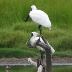 Platalea regia at Fyshwick, ACT - 13 Feb 2018 07:46 AM