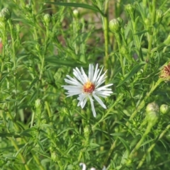 Symphyotrichum novi-belgii (Michaelmas Daisy) at Coombs, ACT - 12 Feb 2018 by michaelb