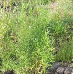 Symphyotrichum novi-belgii at Molonglo River Reserve - 12 Feb 2018