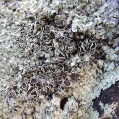 Parmeliaceae (family) (A lichen family) at Conder, ACT - 3 Feb 2018 by MichaelBedingfield