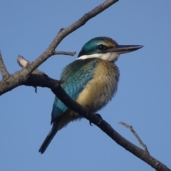 Todiramphus sanctus (Sacred Kingfisher) at Red Hill, ACT - 13 Feb 2018 by roymcd