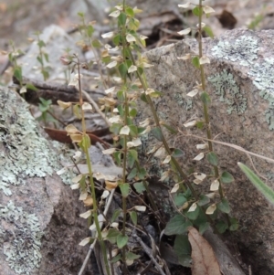 Scutellaria humilis at Conder, ACT - 3 Feb 2018