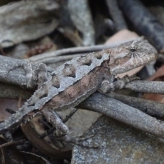 Rankinia diemensis (Mountain Dragon) at Cotter River, ACT - 6 Jan 2018 by roymcd