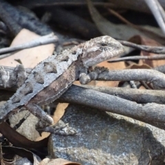 Rankinia diemensis at Cotter River, ACT - 6 Jan 2018 04:24 PM