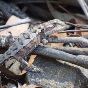 Rankinia diemensis at Cotter River, ACT - 6 Jan 2018 04:24 PM