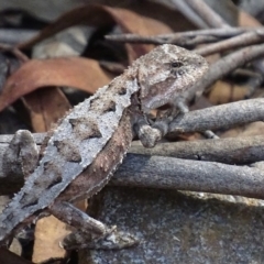 Rankinia diemensis at Cotter River, ACT - 6 Jan 2018 04:24 PM