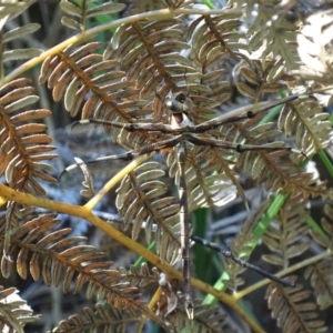 Telephlebia brevicauda at Cotter River, ACT - 6 Jan 2018