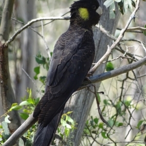 Zanda funerea at Paddys River, ACT - 6 Jan 2018 02:36 PM