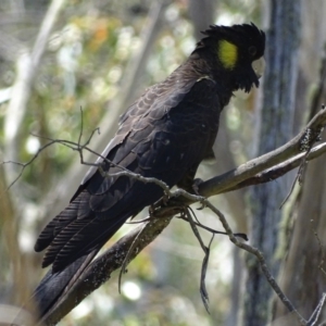 Zanda funerea at Paddys River, ACT - 6 Jan 2018 02:36 PM