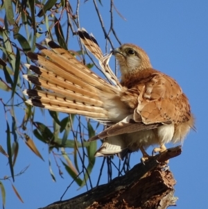 Falco cenchroides at Red Hill, ACT - 5 Jan 2018 07:23 AM