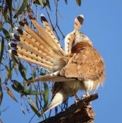 Falco cenchroides at Red Hill, ACT - 5 Jan 2018 07:23 AM