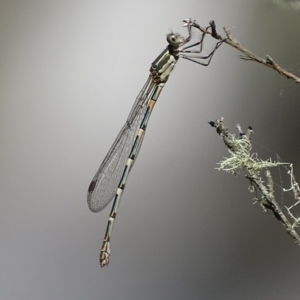 Austrolestes leda at Paddys River, ACT - 6 Jan 2018 02:57 PM