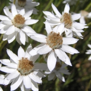 Rhodanthe anthemoides at Cotter River, ACT - 12 Feb 2018