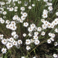 Rhodanthe anthemoides at Cotter River, ACT - 12 Feb 2018 11:12 AM