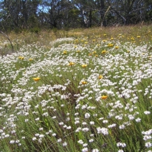 Rhodanthe anthemoides at Cotter River, ACT - 12 Feb 2018 11:12 AM