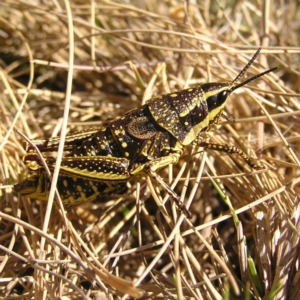 Monistria concinna at Cotter River, ACT - 12 Feb 2018