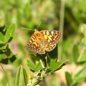 Oreixenica orichora at Cotter River, ACT - 12 Feb 2018 10:47 AM