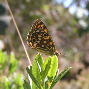 Oreixenica orichora at Cotter River, ACT - 12 Feb 2018