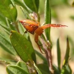 Arkys walckenaeri (Triangle spider) at Cotter River, ACT - 12 Feb 2018 by MatthewFrawley