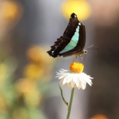 Graphium choredon (Blue Triangle) at Acton, ACT - 15 Feb 2018 by DPRees125