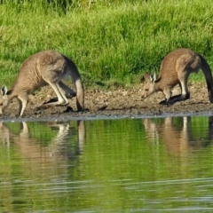 Macropus giganteus (Eastern Grey Kangaroo) at Fyshwick, ACT - 13 Feb 2018 by RodDeb