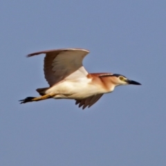 Nycticorax caledonicus (Nankeen Night-Heron) at Jerrabomberra Wetlands - 14 Feb 2018 by RodDeb