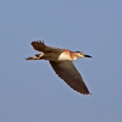 Nycticorax caledonicus at Fyshwick, ACT - 14 Feb 2018 08:20 AM