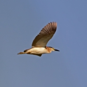 Nycticorax caledonicus at Fyshwick, ACT - 14 Feb 2018 08:20 AM