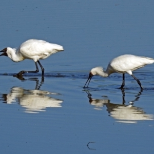 Platalea regia at Fyshwick, ACT - 14 Feb 2018