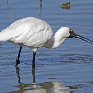 Platalea regia at Fyshwick, ACT - 14 Feb 2018