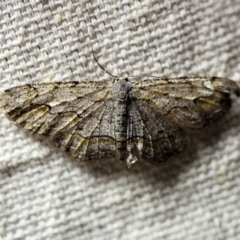 Ectropis bispinaria (Loop-line Bark Moth) at O'Connor, ACT - 8 Feb 2018 by ibaird