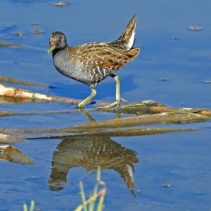 Porzana fluminea at Fyshwick, ACT - 14 Feb 2018 08:42 AM