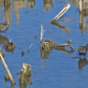 Porzana fluminea at Fyshwick, ACT - 14 Feb 2018 08:42 AM