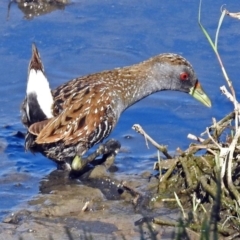 Porzana fluminea at Fyshwick, ACT - 14 Feb 2018