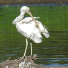 Platalea flavipes (Yellow-billed Spoonbill) at Jerrabomberra Wetlands - 14 Feb 2018 by RodDeb