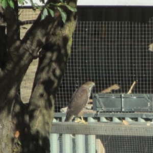 Accipiter fasciatus at Symonston, ACT - 15 Feb 2018