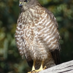 Tachyspiza cirrocephala (Collared Sparrowhawk) at Acton, ACT - 1 Feb 2018 by roymcd