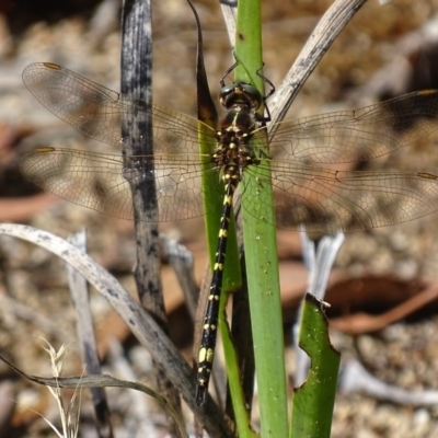 Synthemis eustalacta (Swamp Tigertail) at Acton, ACT - 1 Feb 2018 by roymcd