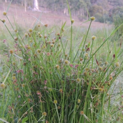 Cyperus sphaeroideus (Scented Sedge) at Conder, ACT - 3 Feb 2018 by michaelb