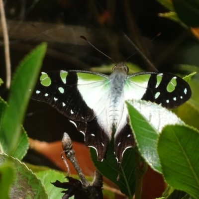 Graphium macleayanum (Macleay's Swallowtail) at Acton, ACT - 31 Jan 2018 by roymcd