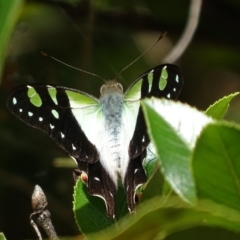 Graphium macleayanum at Acton, ACT - 1 Feb 2018